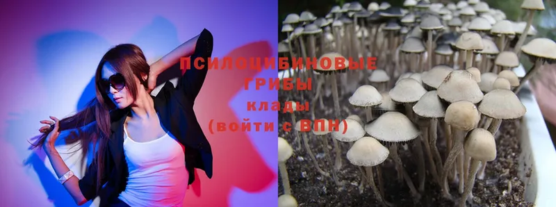 kraken как зайти  Клин  Галлюциногенные грибы Psilocybe 